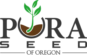 non-GMO Cannabis Seeds